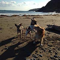 The furbabies loved the beach.
